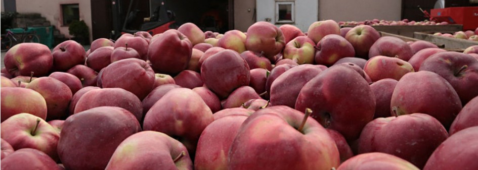 Rejestracja podmiotów zainteresowanych eksportem jabłek na Tajwan