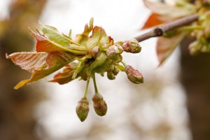  Czereśnie - 12.04.2019 - wielkopolska