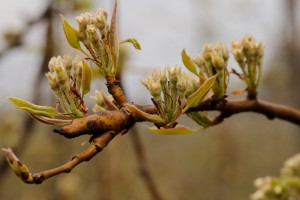  Grusze - Konferencja - 12.04.2019 - wielkopolska