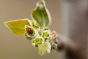  Jabłonie - Red Jonaprince - 12.04.2019 - wielkopolska