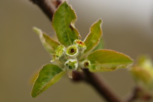  Jabłonie - Red Jonaprince - 12.04.2019 - wielkopolska