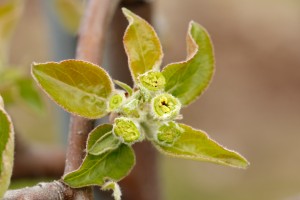  Jabłonie - Red Jonaprince - 12.04.2019 - wielkopolska