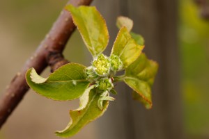  Jabłonie - Ligol - 12.04.2019 - wielkopolska