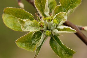  Jabłonie - Golden Delicious - 12.04.2019 - wielkopolska