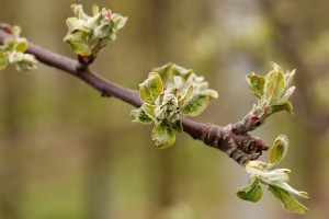  Jabłonie - Red Delicious - Jeromine - 12.04.2019 - wielkopolska