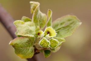  Jabłonie - Red Delicious - Jeromine - 12.04.2019 - wielkopolska