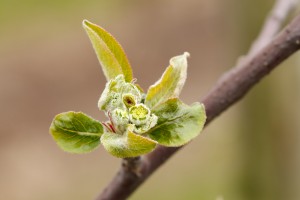  Jabłonie - Red Delicious - Jeromine - 12.04.2019 - wielkopolska