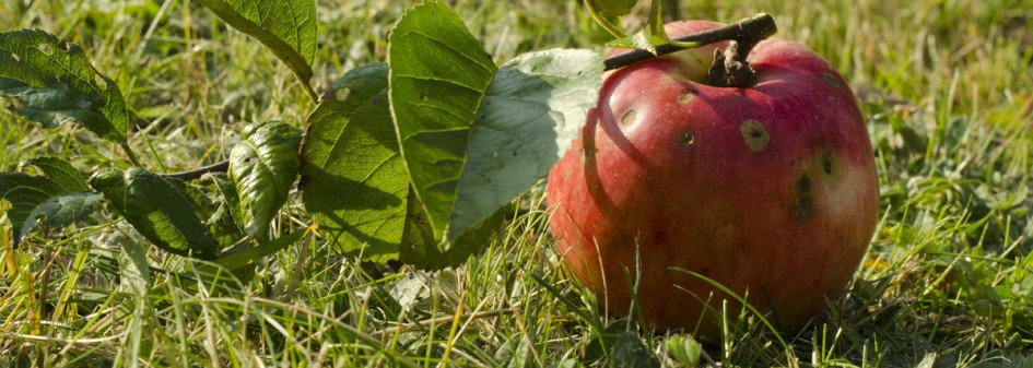 Zwalczanie parcha jabłoni - zwiększ skuteczność zabiegu! 