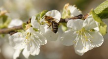 Chroniąc rośliny chrońmy pszczoły