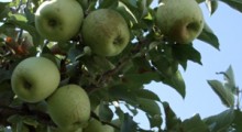 Zaplanuj ochronę jabłek przed ordzawieniami