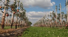 ARiMR: Ruszają kolejne formy wsparcia dla sadowników
