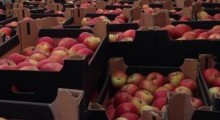 Rosjanie zatrzymali 9 tirów z ponad 100 tonami jabłek z Polski