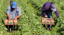 Brak pracowników do zbiorów truskawek