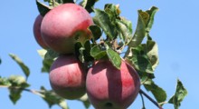Rosja może przedłużyć zakaz importu jabłek z Białorusi