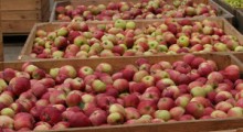 Ukraina ratuje się polskimi jabłkami