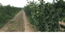 IUNG: Susza w uprawach truskawek i krzewów owocowych