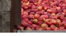 KUPS: Ceny referencyjne pogłębią problem braku rynków zbytu na owoce 