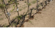 IUNG: Susza w uprawach truskawek oraz drzew i krzewów owocowych