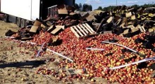 Rosja: Zniszczono 140 ton jabłek 