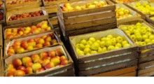 WAPA: Ile jabłek w komorach ? – stan na czerwiec 2019 