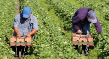 Zatrzymano 9 nielegalnie pracujących cudzoziemców przy zbiorach truskawek