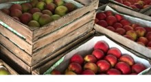 USDA: Światowa produkcja jabłek w sezonie 2018/2019