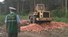Rosja: Zniszczono 20 ton jabłek