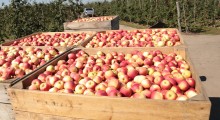 Ukraina wyeksportowała 62 tys. ton jabłek do 18 krajów
