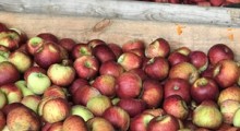 Białoruskie jabłka wracają do Rosji ! 