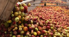 Brak owoców do przetwórstwa w Niemczech 