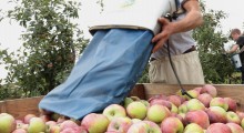 Włochy: Brak pracowników do zbiorów owoców