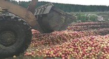 Rosja: Kolejne polskie jabłka zostały zniszczone