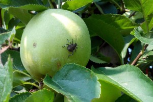  PIORiN: Nimfa na jabłku (fot.: Iris Bernardinelli - ERSA - Servizio fitosanitario - Friuli Venezia Giulia, Włochy; https://gd.eppo.int)