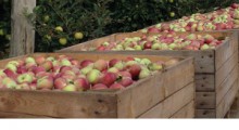 Zbiory jabłek w Europie tylko o 20% mniejsze ? 