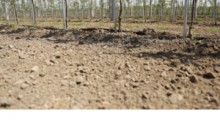 Prawie 1,9 mld strat w rolnictwie spowodowanych suszą