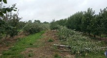 Ponad 30 hektarów sadów zniszczonych przez wiatr w gminie Urzędów