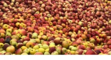 Maliszewski: Sadownicy chcą gwarancji ceny skupu owoców