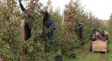 Czy Ukraińcy pracujący w Polsce wyjadą do Niemiec ?