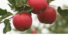 Produkcja jabłek w Polsce będzie mniejsza o 60% ?