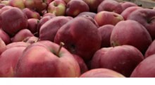 Zakaz eksportu ukraińskich jabłek do krajów UE !