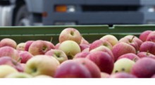 Ukraińskie jabłka wracają na rynek europejski ! Zakaz eksportu zniesiony…