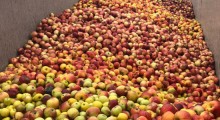 Mołdawscy sadownicy oburzeni niskimi cenami jabłek przemysłowych 