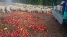 Sardynia: Brak popytu na brzoskwinie – sadownicy karmią nimi owce !