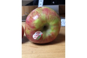  jabłko odmiana Lobo