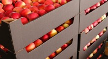 Eksport jabłek na Tajwan 