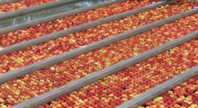 Rynek tajlandzki otwarty dla polskich jabłek