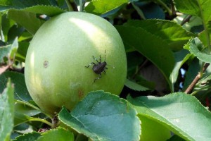  PIORiN: Nimfa na jabłku (fot.: Iris Bernardinelli - ERSA - Servizio fitosanitario - Friuli Venezia Giulia, Włochy; https://gd.eppo.int)