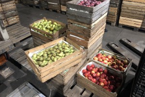 Oczywiście można przyjechać i kupić skrzynkę jabłek od każdego z sadowników, którzy w danym dniu stoją z jabłkiem. 