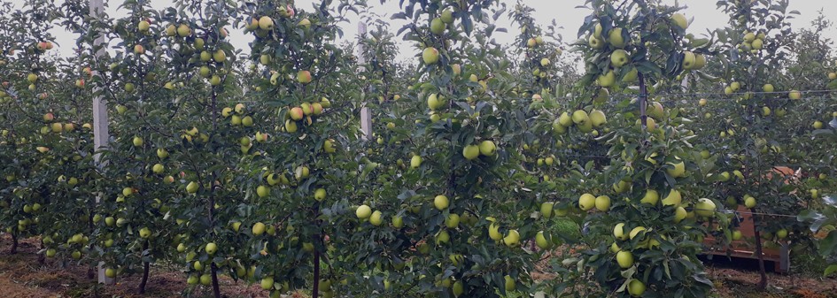 Cenę jabłek wyregulował rynek i solidarność sadownicza!