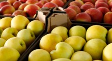 Polska nadal największym dostawcą jabłek do Rosji ?